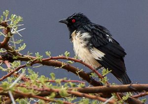 마그파이 찌르레기