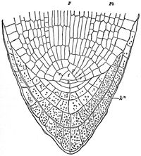 고비}}의 뿌리 끝. 중심에 삼각형 단면을 가진 정단 세포 (t)가 보인다.