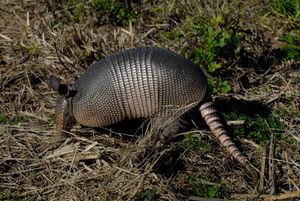 아홉띠아르마딜로