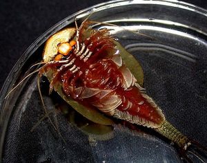 여러 쌍의 잎 모양 다리를 보여주는 Triops australiensis의 복부