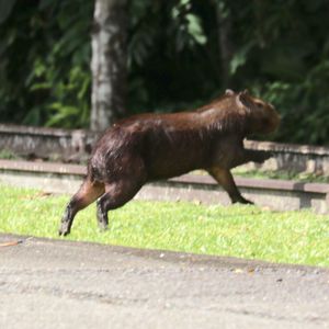 작은카피바라 근접 촬영