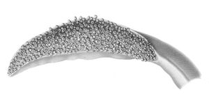 왼쪽 촉수 클럽의 구강 시야