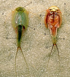 위쪽과 아래쪽의 Triops. 1 눈, 2 더듬이, 3 꼬리, 4 몸통, 5 더듬이, 6 첫 번째 몸통 부속지, 7 아가미가 있는 다리, 8 중간선, 9 꼬리, 10 항문
