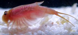 투구새우속(Triops cancriformis) "Beni-Kabuto Ebi Albino". 투명한 갑각을 가지고 있으며, 성장하면서 갑각은 불투명해지지만 T. cancriformis 특유의 색상 패턴은 나타나지 않는다.