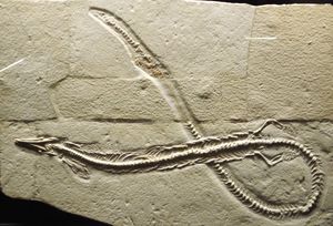 독일 후기 쥐라기에서 발견된 수생 적응형 스페노돈티아 플레우로사우루스(Pleurosaurus)의 골격.