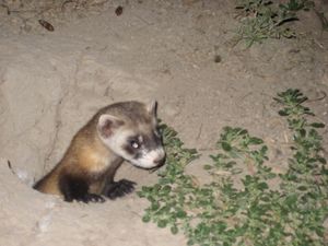 야생에서 검은발족제비, 2008년 7월, 코나타 분지, 사우스다코타