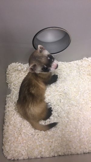 엘리자베스 앤, 최초의 복제된 검은발족제비이자 최초의 복제된 미국 멸종 위기종, 생후 54일