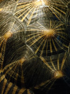 방사거북의 껍질 별무늬