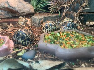 브롱스 동물원에서 사육된 새끼들