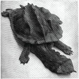 마타마타거북의 윗면 모습