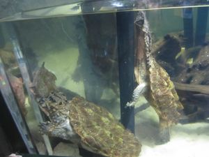 노스캐롤라이나 자연 과학 박물관에 전시된 마타마타거북