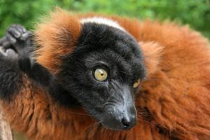 붉은목도리여우원숭이 상세 묘사