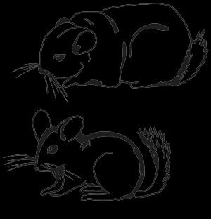 친칠라 종 비교