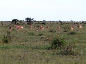 육아 무리, 차보 이스트 국립공원, 2011