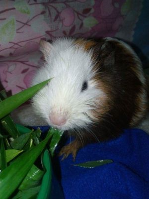 풀잎을 먹는 애완 기니피그 (Cavia porcellus)