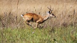 세라 다 카나스트라 국립공원을 달리는 팜파스사슴