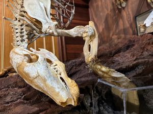 땅돼지의 튼튼한 앞다리