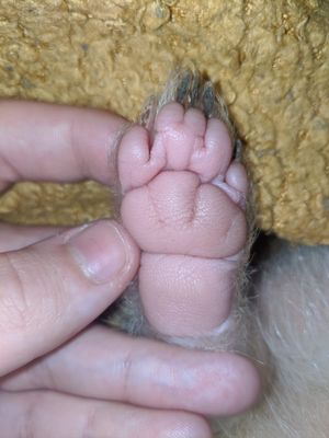 알비노스컹크의 왼쪽 뒷발