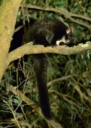 어두운 형태, 레더더그 주립 공원 근처