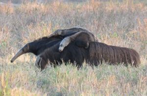 어미가 새끼를 등에 업고 있다