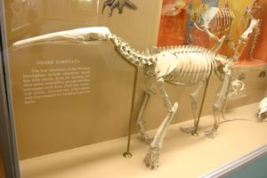 큰개미핥기의 골격