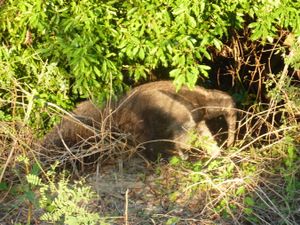 먹이를 먹는 개미핥기