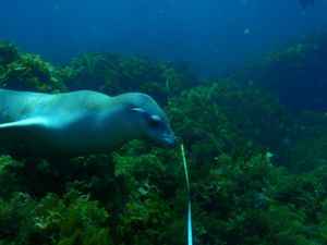 피어슨 섬 인근의 오스트레일리아바다사자