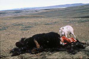 엘스미어 섬에서 사향소 사체를 먹는 북극늑대
