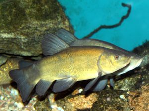 프라하 "Subaqueous Vltava" 전시회