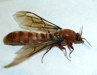 Dorylus 수컷 유시충