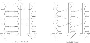 역평행 베타 병풍 구조와 평행 베타 병풍 구조
