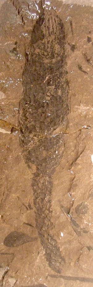 Lepidostrobus는 Lepidodendron 스트로빌루스(strobilus)의 석송류