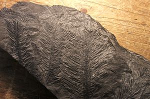 Lepidodendron의 잎