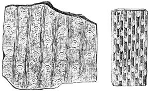 시길라리아의 세로 방향 홈들 사이로 늘어선 여러 개의 잎 기부를 보여준다.