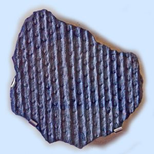 프라하 국립박물관에 전시된 Sigillaria trigona의 화석