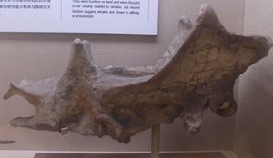 U. insperatus의 모식 표본 두개골 (IVPP V6379), 중국 고생물학 박물관