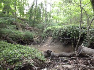 화석이 발견된 현장 사진 (2010년)