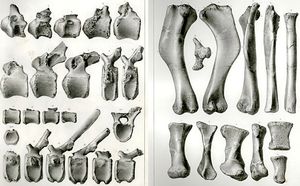 Leidy의 묘사에서 가져온 판