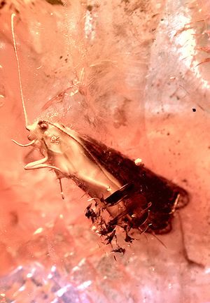 에오세 시대의 발트해 호박, 리투아니아 화석 (4,400만 년 전)