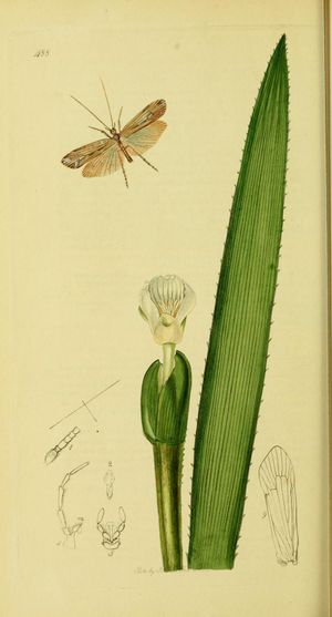 존 커티스의 《영국 곤충학》에서 "Limnephilus elegans 아름다운 그라넘", c. 1840