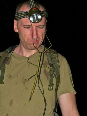 Phobaeticus serratipes