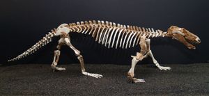 프로키노수쿠스의 골격