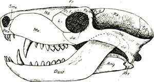 트리낙소돈의 두개골