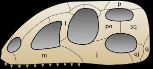 지배파충류의 두개골 창의 일반적인 패턴