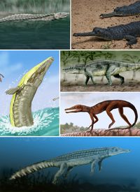 가짜 악어류의 예시. 시계 방향으로 (왼쪽 상단부터): Longosuchus meadei ( 에토사우루스 ), Gavialis gangeticus ( 악어 ), Saurosuchus galilei ( 로리카타 ), Pedeticosaurus leviseuri ( 스페노수키아 ), Chenanisuchus lateroculi ( 디로사우루스 ), 그리고 Dakosaurus maximus ( 탈라토수키아 ).
