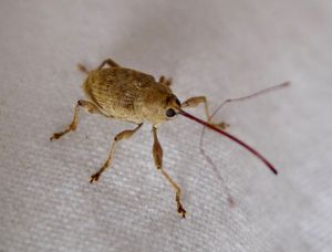 Curculio elephas
