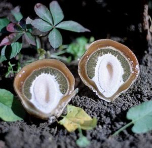 세로 단면으로 본 미성숙 자실체 ("알")