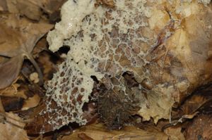 껍질점균(Mucilago crustacea)