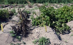 유전자 변형된 킹 에드워드 감자(오른쪽)와 유전자 변형되지 않은 킹 에드워드 감자(왼쪽)의 비교. 2019년 스웨덴 농업 과학 대학교(Swedish University of Agricultural Sciences)의 연구 분야.