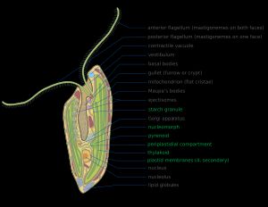은편모조류의 구조: 주요 기관으로는 앞쪽 편모(1), 뒤쪽 편모(2), 수축포(3), 전정(4), 기저체(5), 굴(6), 미토콘드리아(7), 마우파 소체(8), 분출소체(9), 전분 과립(10), 골지체(11), 핵상체(12), 피레노이드(13), 주피막 공간(14), 틸라코이드(15), 엽록체 막(16), 핵(17), 인(18), 지질 소구(19) 등이 있다.